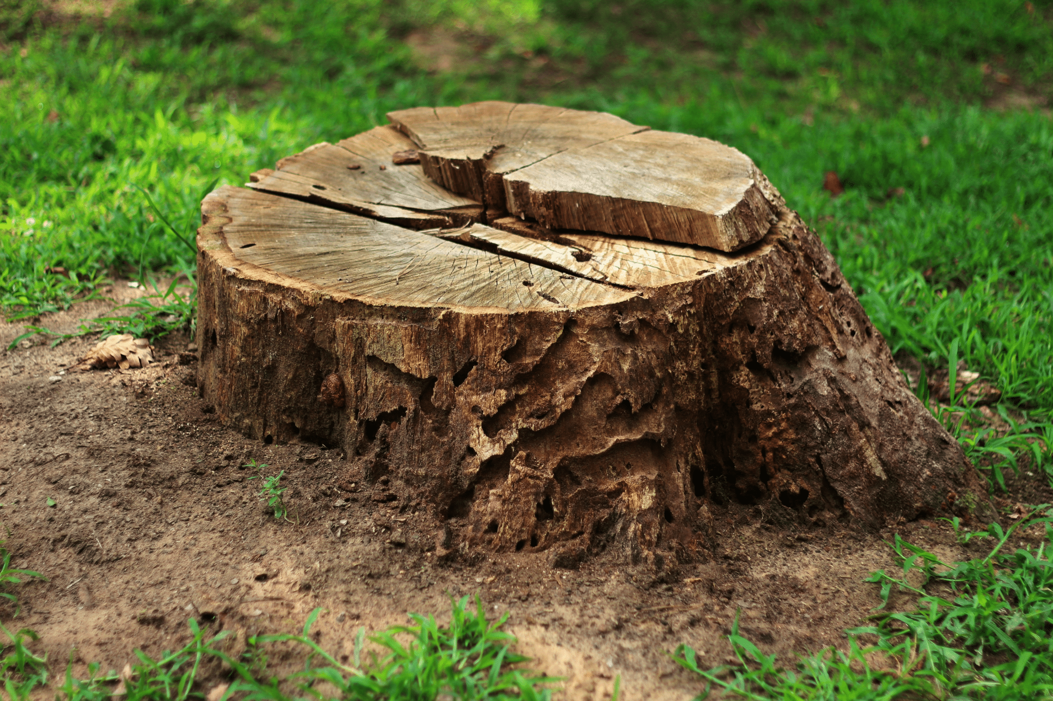 A picture of a land clearing and tree removal service in action