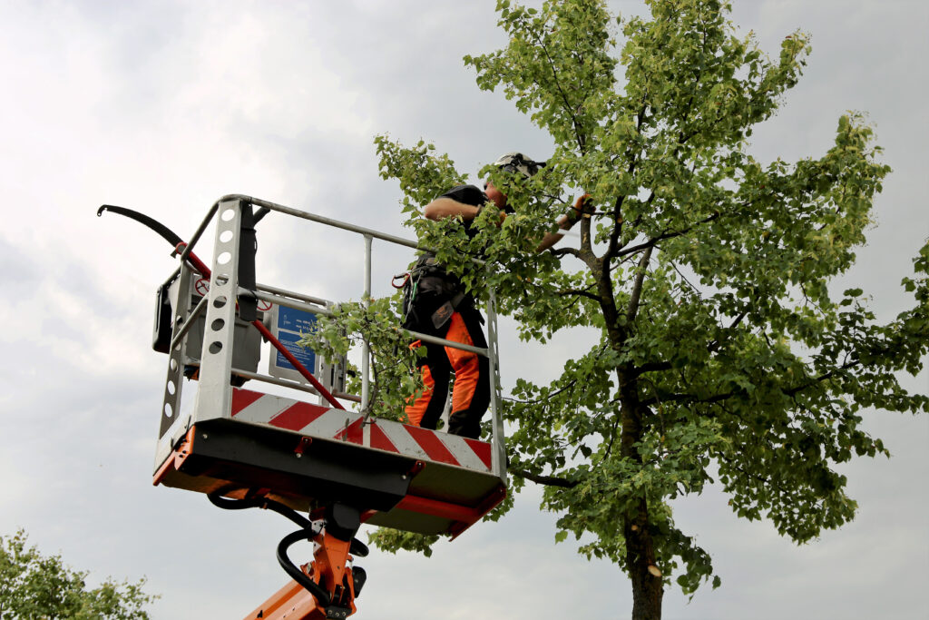 Worker in safety gear precisely trims a tree from a cherry picker, showcasing trusted, professional tree service expertise.