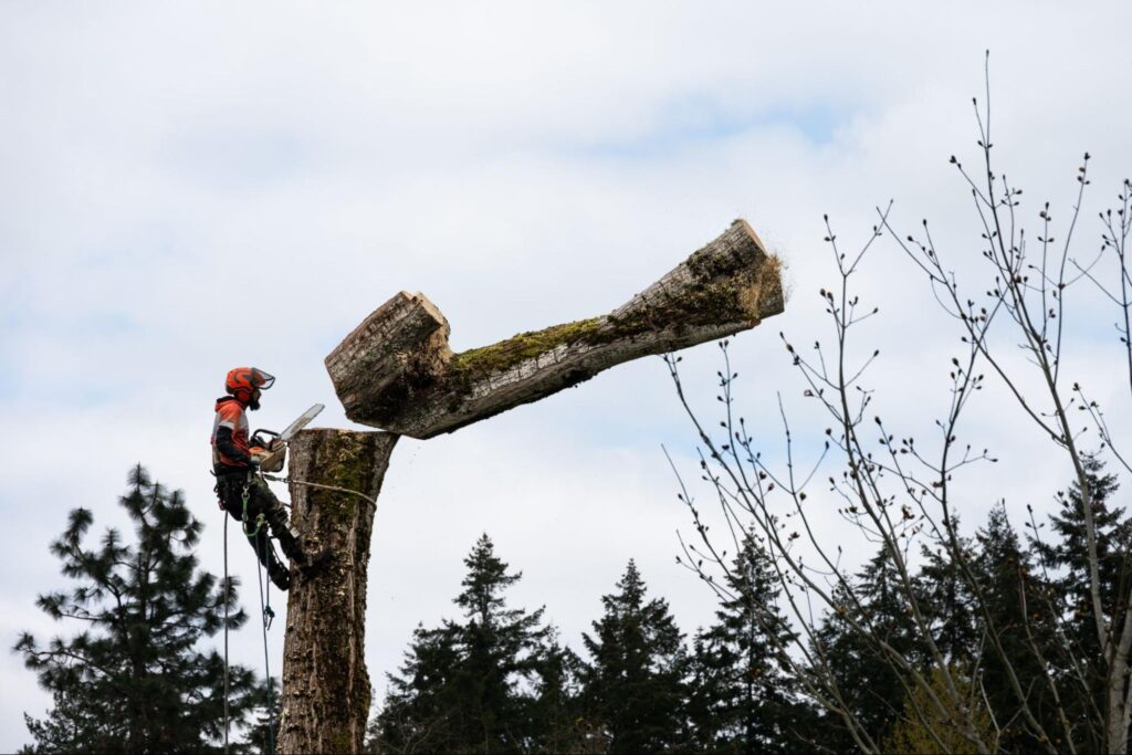 Arborist in safety gear cuts tree trunk with chainsaw and ropes, demonstrating skilled, safety-focused lead growth for PPC agencies.
