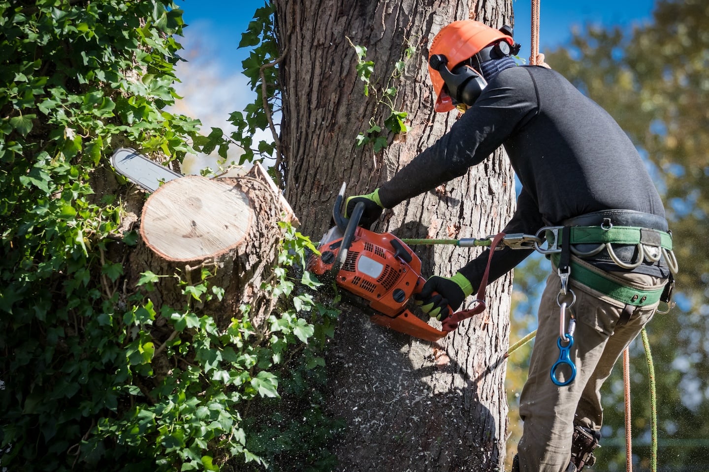 Arborist in full safety gear and helmet uses a chainsaw to cut an ivy-covered tree trunk, secured safely with a harness.